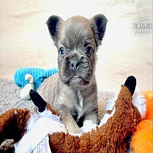 Mauve, the explorer thumbnail 3