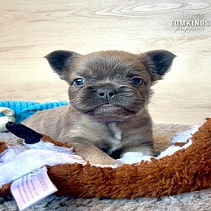 Mauve, the explorer thumbnail 4