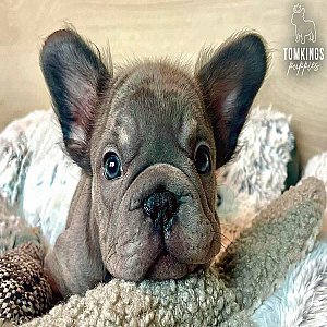 Indie, the Soft thumbnail 1