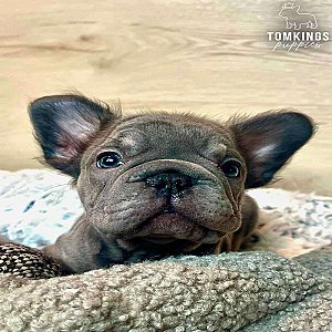 Indie, the Soft thumbnail 2