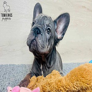 Indie, the Soft thumbnail 3