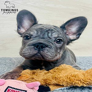 Indie, the Soft thumbnail 4