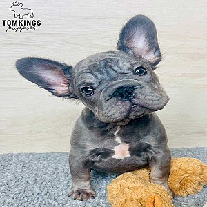 Indie, the Soft thumbnail 5