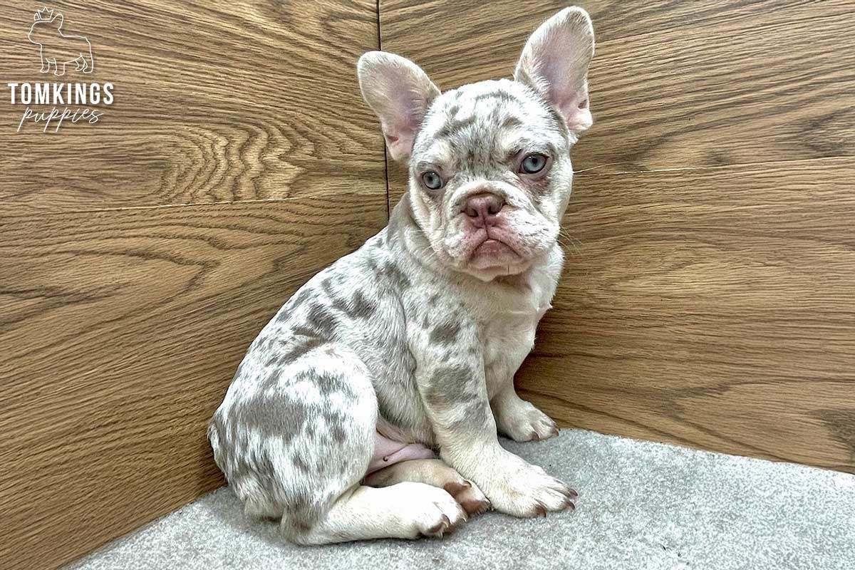 Lennox – French Bulldog Puppy for Sale