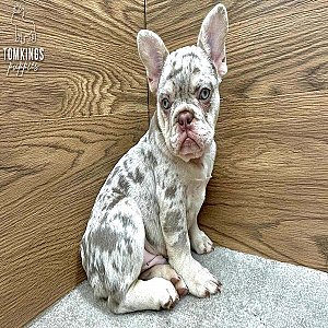 Lennox – French Bulldog Puppy for Sale thumbnail 1