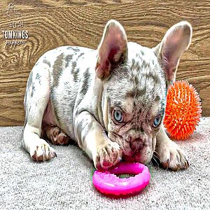Lennox – French Bulldog Puppy for Sale thumbnail 2