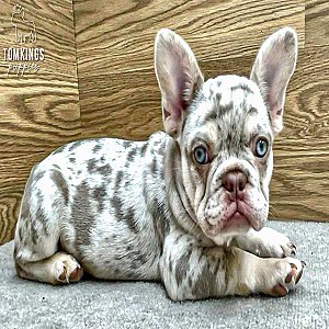 Lennox – French Bulldog Puppy for Sale thumbnail 3
