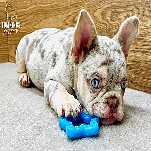Lennox – French Bulldog Puppy for Sale thumbnail 4