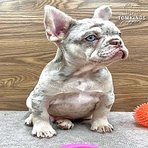 Lennox – French Bulldog Puppy for Sale thumbnail 5