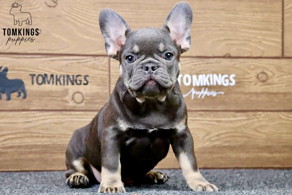 Casper – Blue and Tan French Bulldog Puppy for Sale