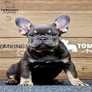 Casper – Blue and Tan French Bulldog Puppy for Sale thumbnail 2
