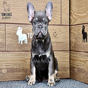 Casper – Blue and Tan French Bulldog Puppy for Sale thumbnail 3