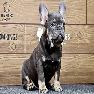 Casper – Blue and Tan French Bulldog Puppy for Sale thumbnail 4