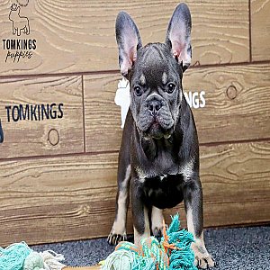 Casper – Blue and Tan French Bulldog Puppy for Sale thumbnail 5