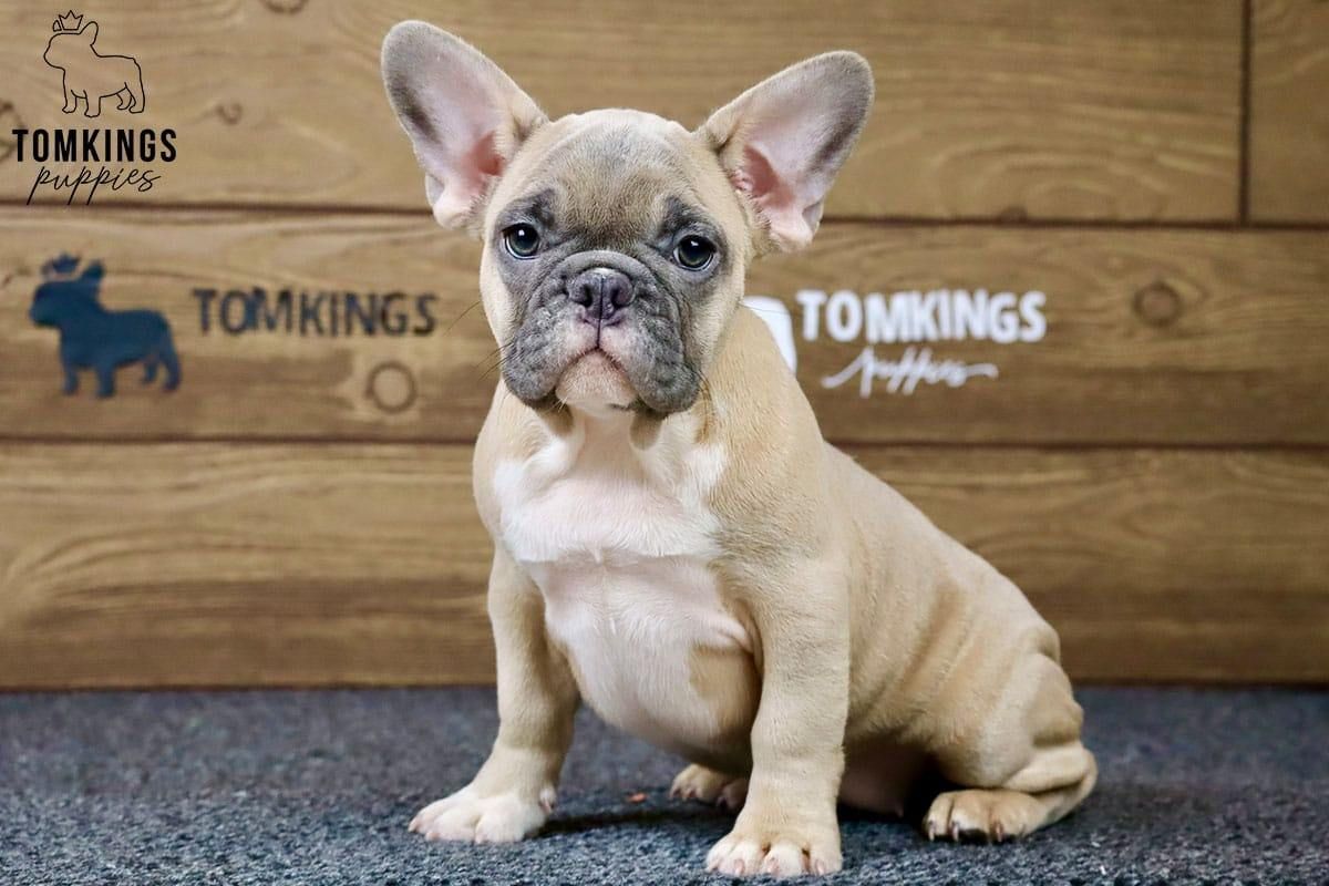 Gina – Gorgeous Blue Fawn French Bulldog Puppy