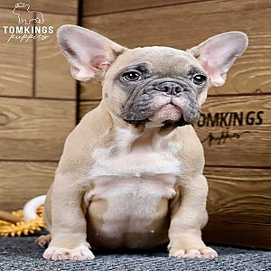 Gina – Gorgeous Blue Fawn French Bulldog Puppy thumbnail 2
