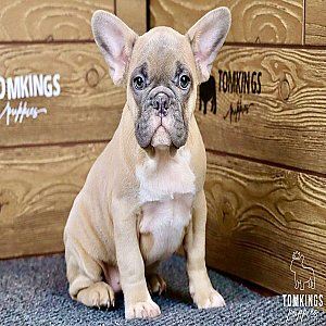 Gina – Gorgeous Blue Fawn French Bulldog Puppy thumbnail 3