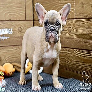 Gina – Gorgeous Blue Fawn French Bulldog Puppy thumbnail 4