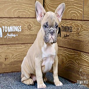 Gina – Gorgeous Blue Fawn French Bulldog Puppy thumbnail 5