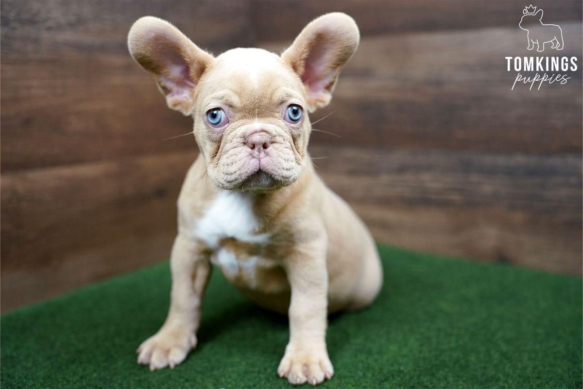 Wera – Playful Isabella Fawn French Bulldog Puppy for Sale