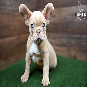 Wera – Playful Isabella Fawn French Bulldog Puppy for Sale thumbnail 1