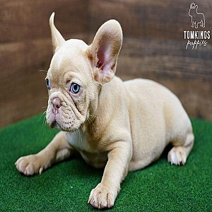 Wera – Playful Isabella Fawn French Bulldog Puppy for Sale thumbnail 4