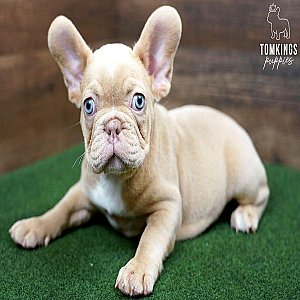 Wera – Playful Isabella Fawn French Bulldog Puppy for Sale thumbnail 5