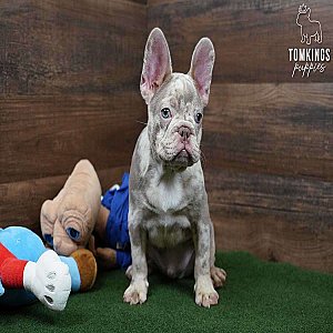 Spotty – Isabella Merle & Tan French Bulldog Puppy for Sale thumbnail 1