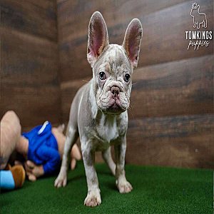 Spotty – Isabella Merle & Tan French Bulldog Puppy for Sale thumbnail 2