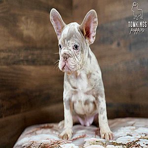 Spotty – Isabella Merle & Tan French Bulldog Puppy for Sale thumbnail 3