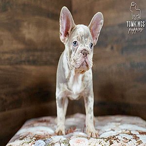 Spotty – Isabella Merle & Tan French Bulldog Puppy for Sale thumbnail 4