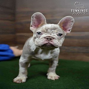 Spotty – Isabella Merle & Tan French Bulldog Puppy for Sale thumbnail 5