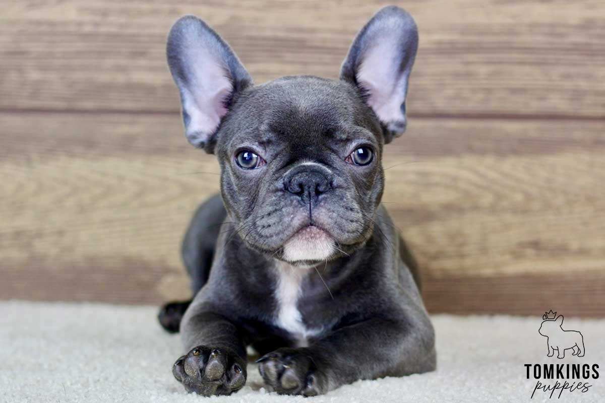 Sonny – Blue French Bulldog Puppy for Sale with a Sunny Personality