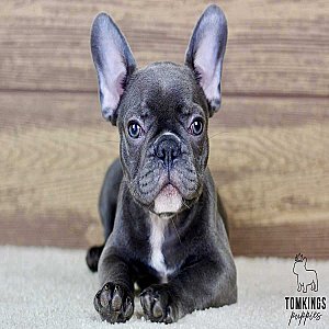 Sonny – Blue French Bulldog Puppy for Sale with a Sunny Personality thumbnail 1