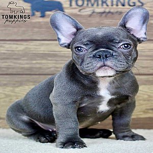Sonny – Blue French Bulldog Puppy for Sale with a Sunny Personality thumbnail 2