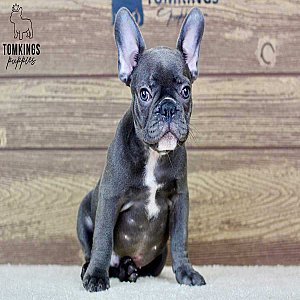 Sonny – Blue French Bulldog Puppy for Sale with a Sunny Personality thumbnail 3