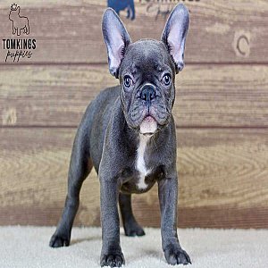 Sonny – Blue French Bulldog Puppy for Sale with a Sunny Personality thumbnail 4