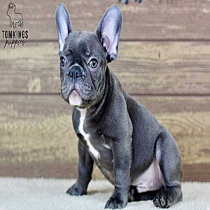 Sonny – Blue French Bulldog Puppy for Sale with a Sunny Personality thumbnail 5
