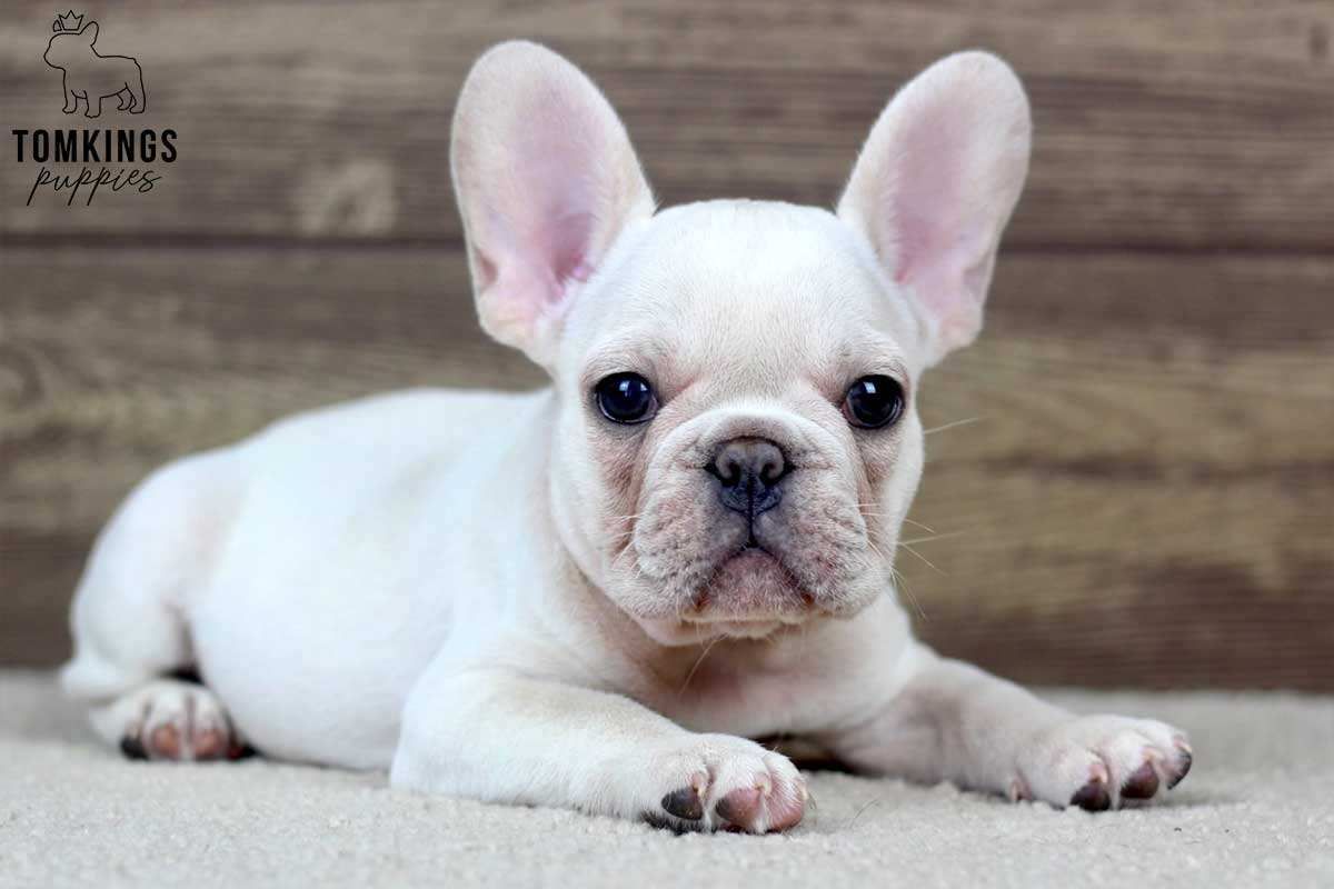 Vance – Cream French Bulldog Puppy for Sale, Cuddly & Sweet