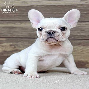 Vance – Cream French Bulldog Puppy for Sale, Cuddly & Sweet thumbnail 2