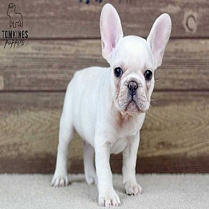 Vance – Cream French Bulldog Puppy for Sale, Cuddly & Sweet thumbnail 3