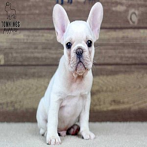 Vance – Cream French Bulldog Puppy for Sale, Cuddly & Sweet thumbnail 4