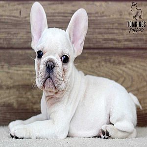 Vance – Cream French Bulldog Puppy for Sale, Cuddly & Sweet thumbnail 5