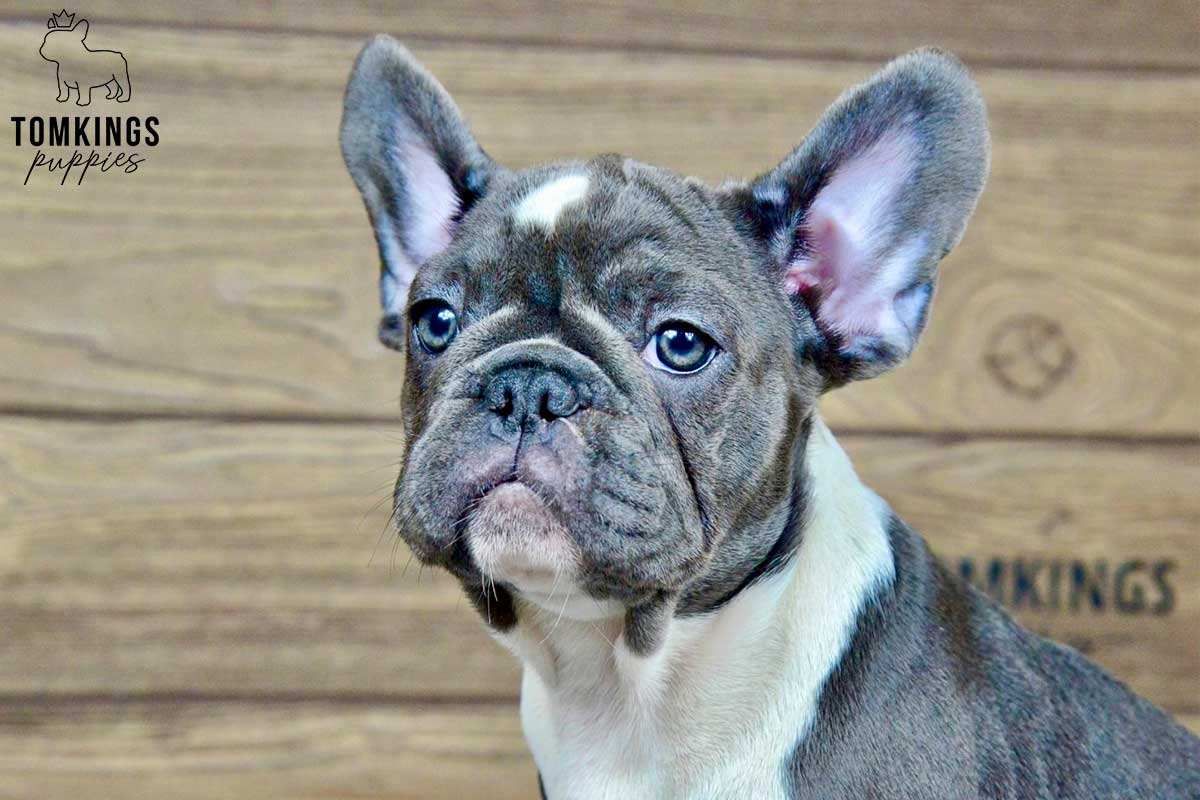 Penny – Blue Pied French Bulldog Puppy for Sale, Gentle & Dreamy Girl