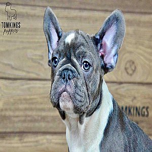 Penny – Blue Pied French Bulldog Puppy for Sale, Gentle & Dreamy Girl thumbnail 1