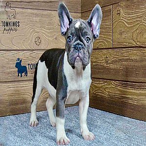 Penny – Blue Pied French Bulldog Puppy for Sale, Gentle & Dreamy Girl thumbnail 2