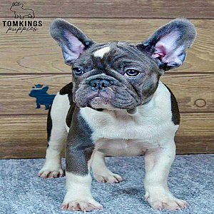 Penny – Blue Pied French Bulldog Puppy for Sale, Gentle & Dreamy Girl thumbnail 3