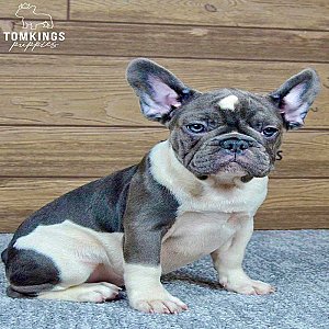 Penny – Blue Pied French Bulldog Puppy for Sale, Gentle & Dreamy Girl thumbnail 4