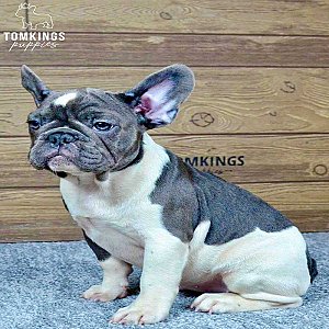 Penny – Blue Pied French Bulldog Puppy for Sale, Gentle & Dreamy Girl thumbnail 5