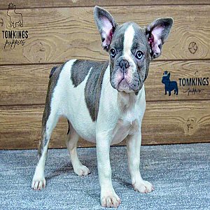 Polla – Blue Pied French Bulldog Puppy for Sale, Sweet & Gentle Girl thumbnail 3